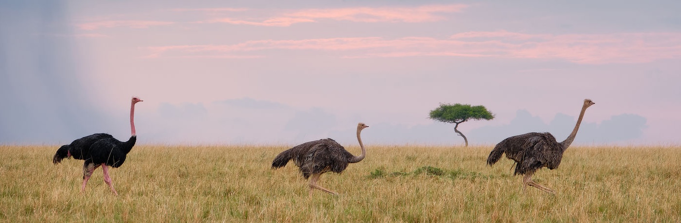 Birdwatching in the Maasai Mara: A Guide to Birds in Lemek Conservancy