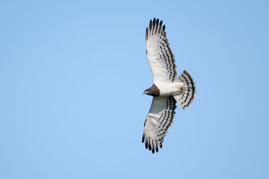 bird of prey in Maasai Mara