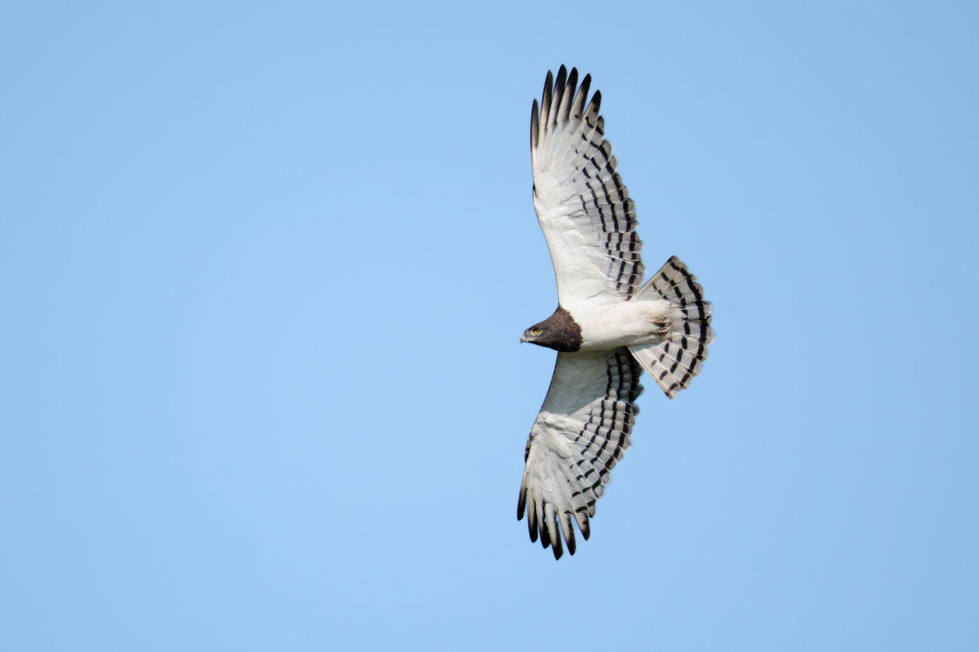 bird of prey in Maasai Mara