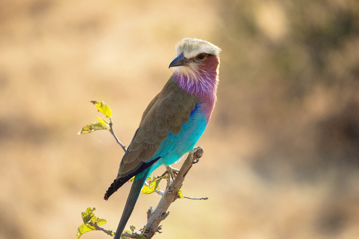 lilac-breasted roller