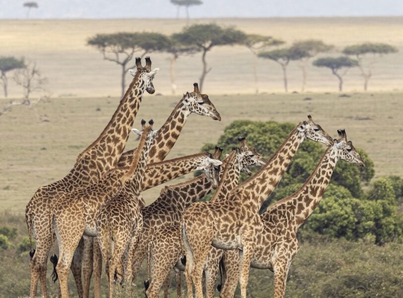 Giraffes in Lemek Conservancy, Maasai Mara