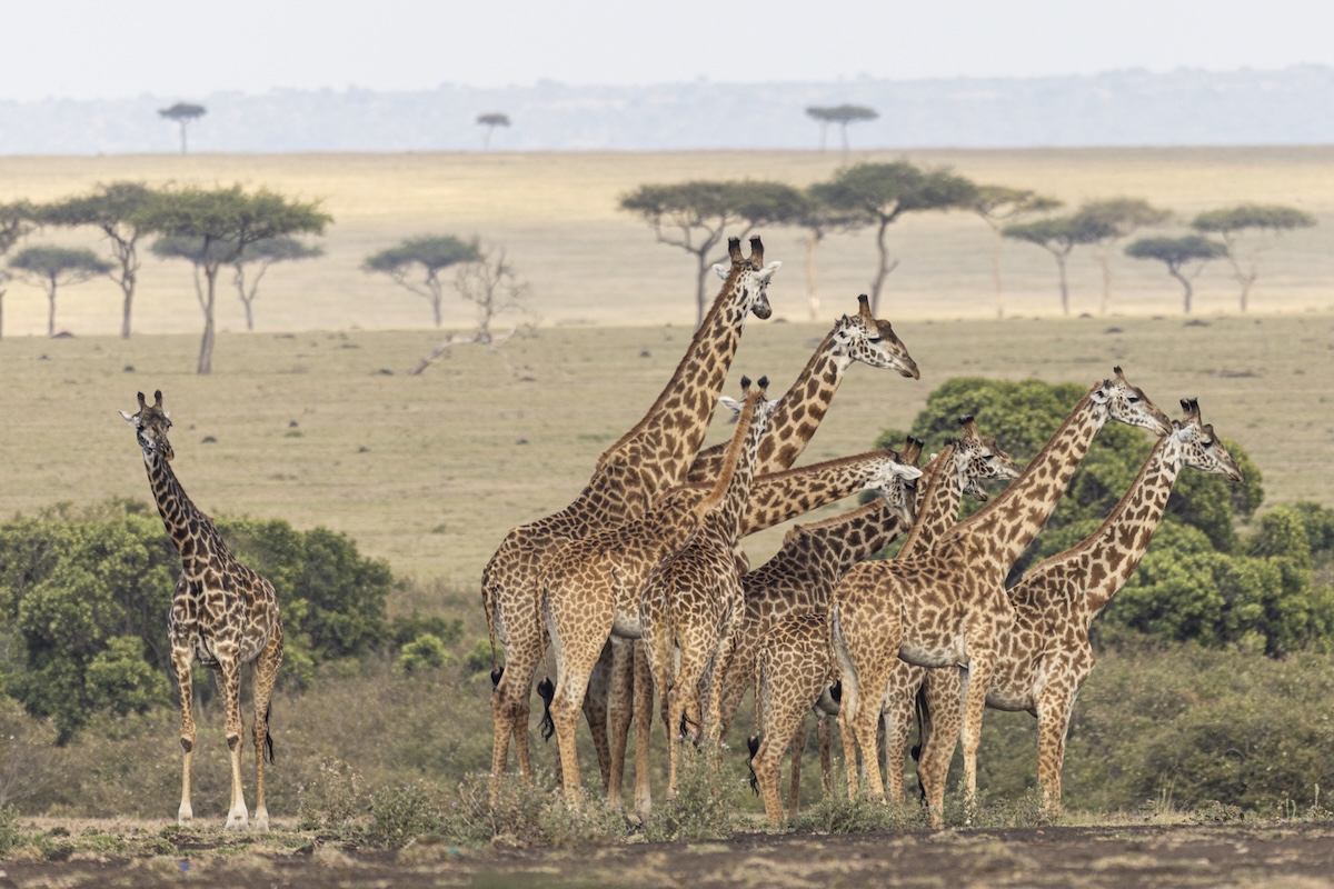 giraffes in Lemek Conservancy, Maasai Mara