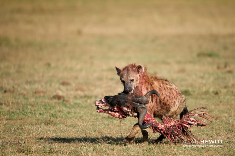 hyena in the Maasai Mara