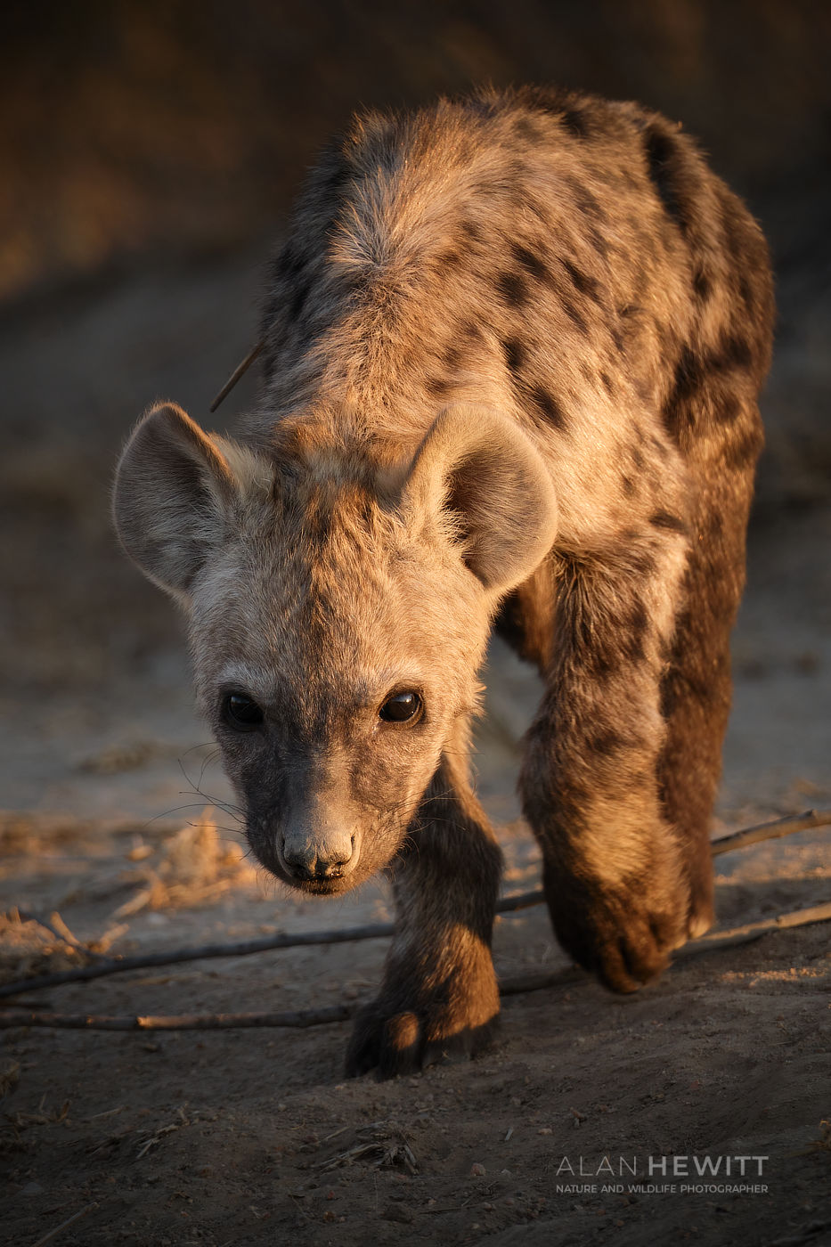 hyena in the Maasai Mara