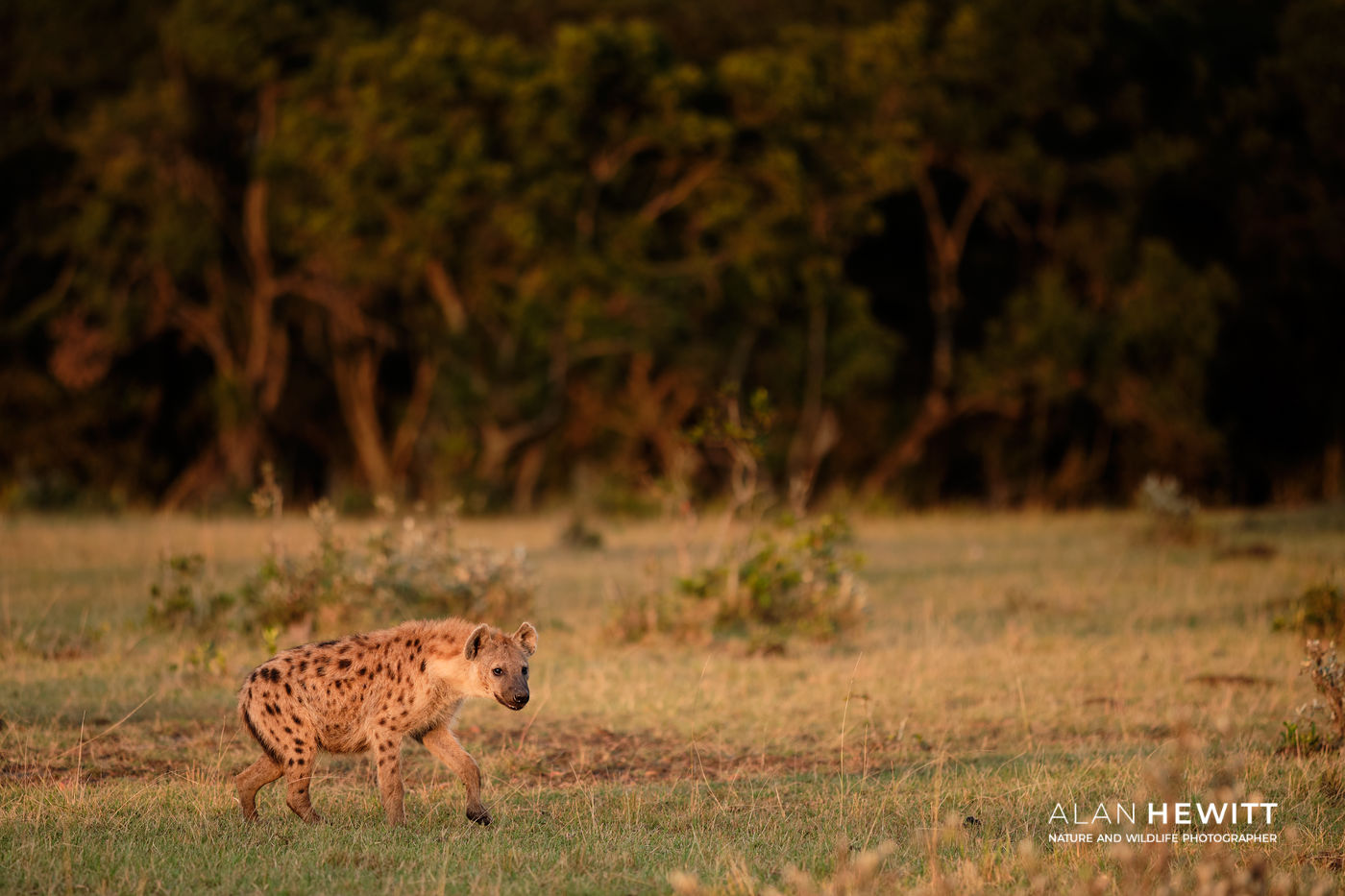 hyena in the Maasai Mara