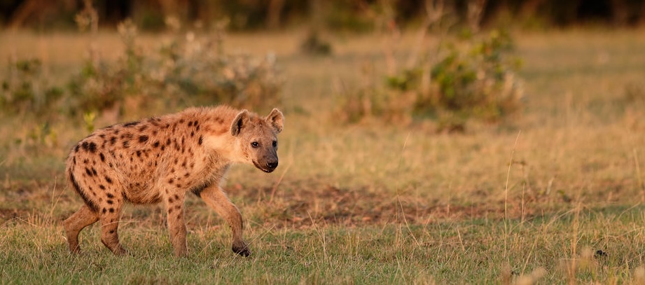 Maasai Mara Wildlife Spotlight: The Hyena
